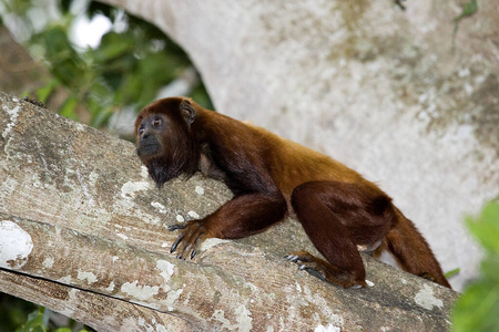 照片 哺乳动物 野生动物 轮廓 动物 美国 成人 猴子 灵长类动物