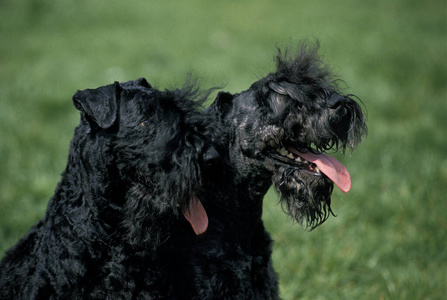 宠物 照片 舌头 轮廓 成人 动物 肖像 犬科