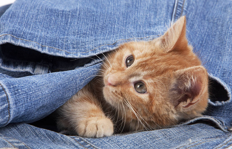 小猫 宠物 幽默 猫科动物 动物 在室内 照片