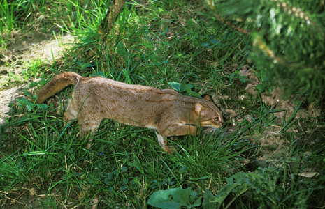 哺乳动物 亚洲 成人 照片 动物 轮廓 猫科动物 野生动物