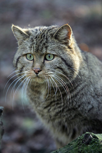 哺乳动物 动物 野生动物 胡须 法国 欧洲 猫科动物 野猫