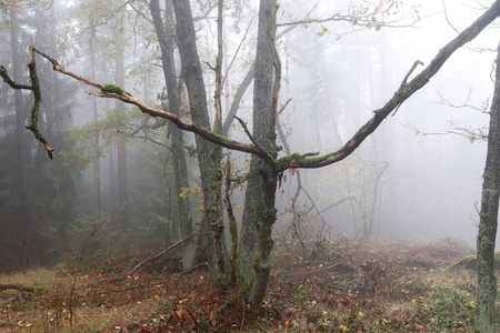 伍兹 自然 令人毛骨悚然 可怕的 秋天 林地 树叶 季节