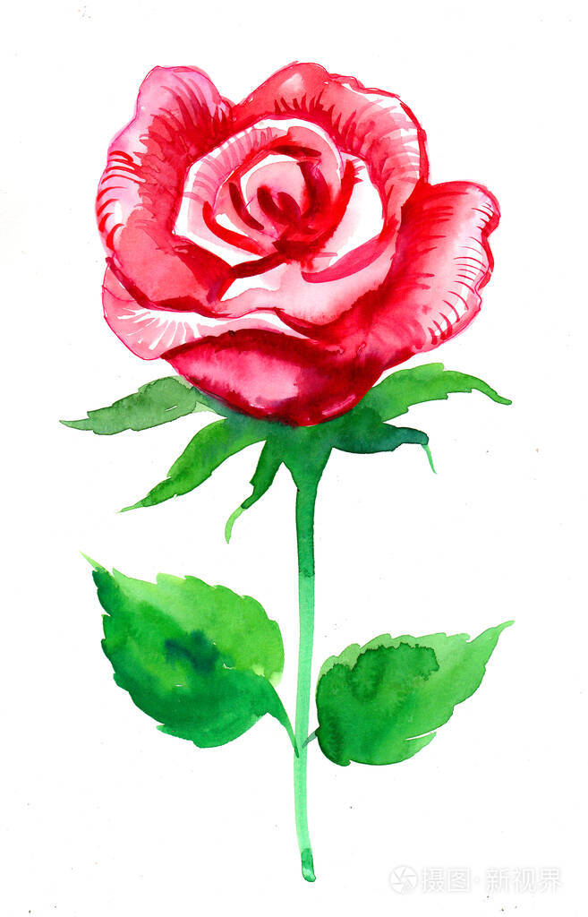 素描 插图 水彩 植物 夏天 绘画 开花 自然 墨水 玫瑰