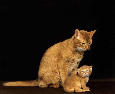 照片 在室内 小猫 轮廓 宠物 动物 成人 猫科动物