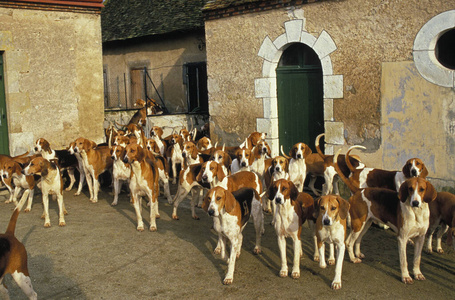 狩猎 动物 包装 运动 犬科 宠物 住宅 猎犬 照片 建筑学