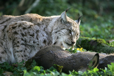 猎物 轮廓 捕食者 欧洲 猫科动物 狩猎 照片 动物 喂养