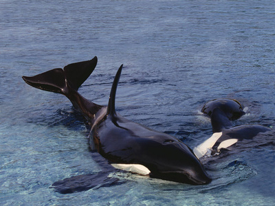 加拿大 哺乳动物 成人 野生动物 海洋 照片 动物 鲸目动物