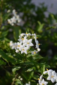 植物学 自然 植物 花园