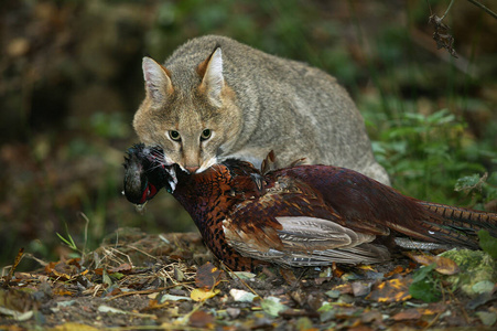 成人 野鸡 猫科动物 亚洲 野生动物 捕食 动物 雉科 喂养