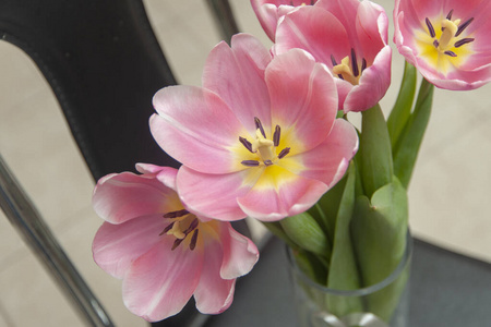 粉红色 美丽的 植物 雄蕊 颜色 郁金香 特写镜头 自然