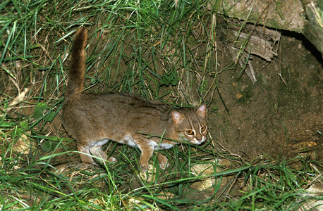 轮廓 食肉动物 野生动物 哺乳动物 照片 猫科动物 成人