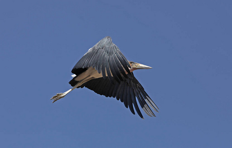 蝉科 照片 轮廓 肯尼亚 飞行 野生动物 动物 成人 运动