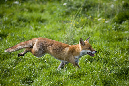 法国 犬科 跑步 动物 照片 哺乳动物 食肉动物 轮廓 狐狸
