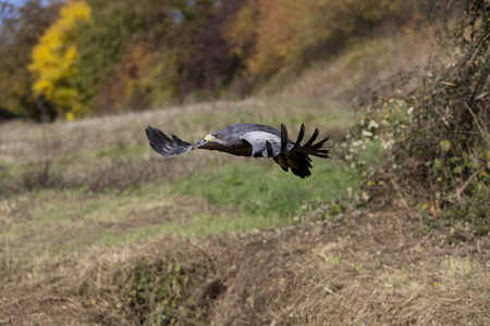 美国 轮廓 照片 成人 野生动物 羽毛 运动 飞行 动物