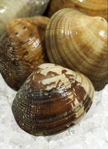 食物 在室内 双壳类 动物 软体动物 海鲜 鱼店 野生动物