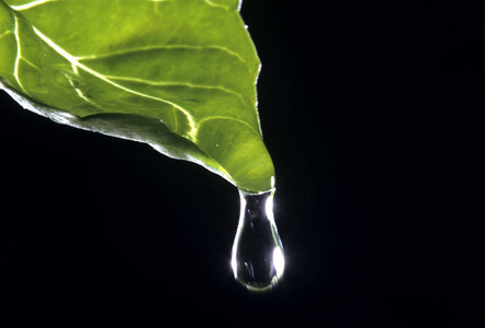 植物学 露水 照片 在室内 自然