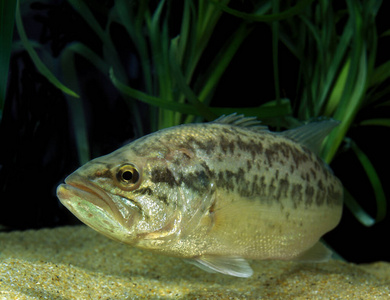 轮廓 野生动物 水族馆 动物 美国 太阳鱼科 照片 成人