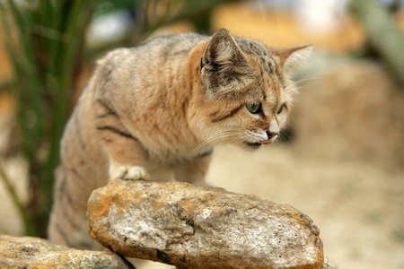 哺乳动物 野生动物 成人 食肉动物 猫科动物 动物 非洲