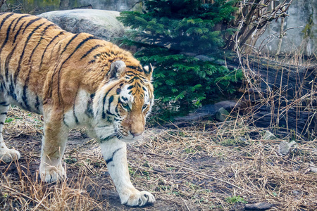 毛皮 阿穆尔河 西伯利亚 虎妞 老虎 美女 猎人 野兽 愤怒