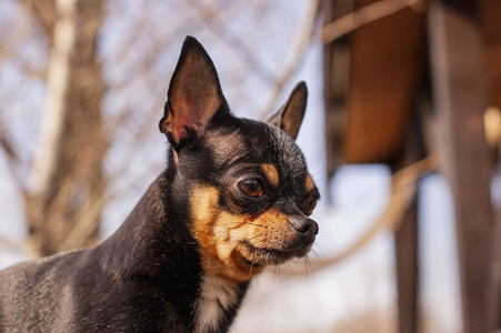 吉娃娃 街道 犬科动物 公园 小狗 可爱极了 甜的 皮带