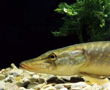 肖像 照片 轮廓 成人 法国 动物 狗鱼科 水族馆 野生动物