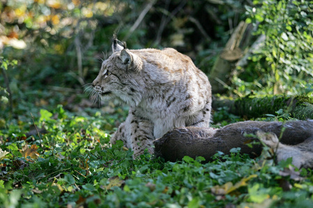 猞猁 野生动物 哺乳动物 猫科动物 捕食者 成人 欧洲 捕食