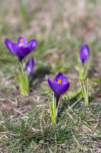鸢尾科 紫罗兰 繁荣 公园 特写镜头 日光 颜色 开花 美丽的
