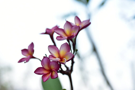 生长 特写镜头 春天 分支 盛开 植物 花的 美女 美丽的