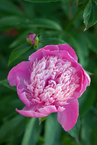 园艺 花瓣 特写镜头 花的 颜色 植物 季节 粉红色 开花