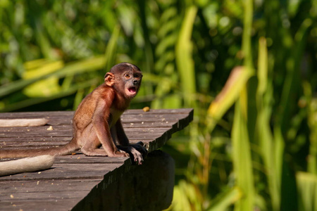 哺乳动物 木材 丛林 猴子 灵长类动物 动物 马来西亚 鼻子
