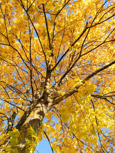 枫树 自然 分支 树叶 抽象 季节