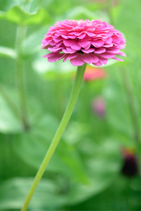 园艺 自然 百日咳 颜色 特写镜头 美丽的 季节 夏天 盛开