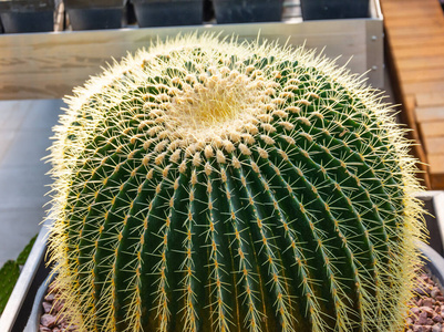 脊柱 沙漠 植物区系 危险 花园 园艺 植物 自然 植物学