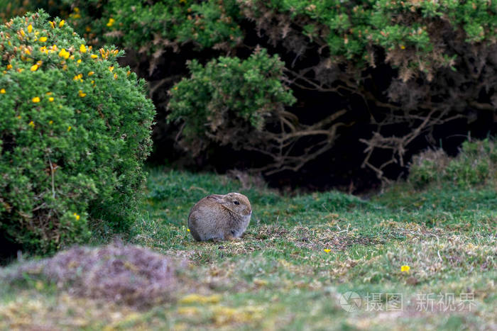 欧洲 自然 兔子 动物 野生动物 野兔 哺乳动物 灌木 毛皮