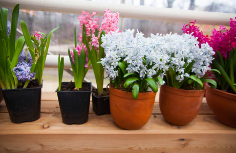 春天 紫色 特写镜头 颜色 外部 植物学 自然 季节 花瓣