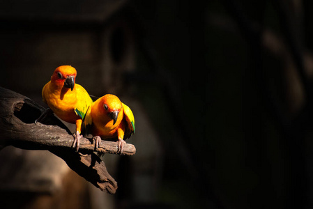 特写镜头 长尾鹦鹉 宠物 自然 公园 颜色 动物园 鸟类