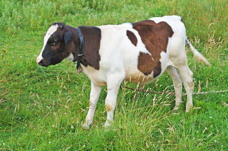 美丽的 牛奶 农田 牲畜 宝贝 野生动物 草地 领域 可爱极了