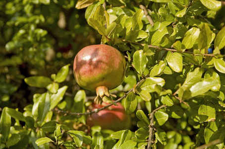 自然 季节 水果 食物 特写镜头 农业 树叶 颜色 夏天