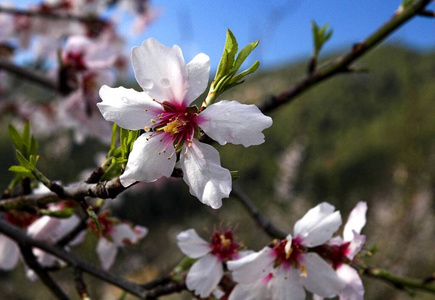 季节 花的 四月 特写镜头 夏天 杏仁 植物 盛开 樱花