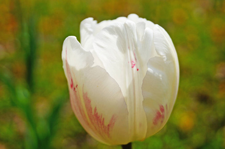 郁金香 礼物 季节 卡片 浪漫的 花的 颜色 自然 春天