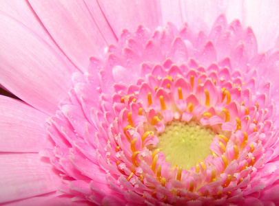 植物 花瓣 自然 非洲菊 春天 粉红色