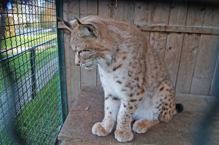 野生动物 山猫 眼睛 猎人 美丽的 成人 野兽 爪子 颜色