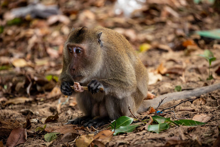 巴厘岛 自然 哺乳动物 丛林 动物 毛茸茸的 猴子 毛皮
