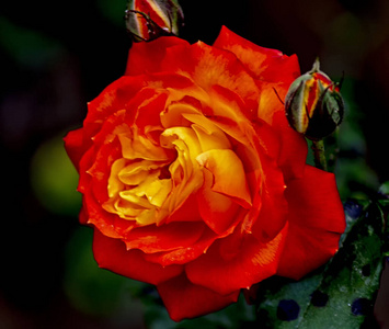 特写镜头 花园 美丽的 自然 花瓣 浪漫的 礼物 植物 粉红色