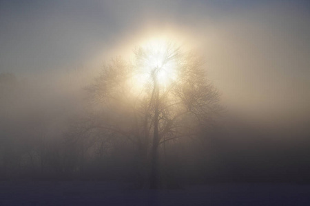 太阳 冬天 自然 森林 季节 早晨 寒冷的 美丽的 薄雾