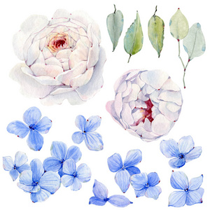 柔和的 框架 绣球花 花瓣 绘画 夏天 水彩 植物学 收集