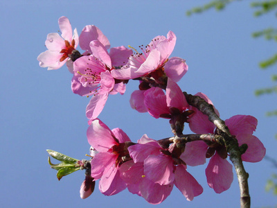 特写镜头 春天 美丽的 花瓣 夏天 花的 日本人 美女 植物区系