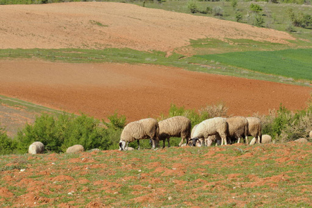 哺乳动物 自然 兽群 羊毛 牲畜 农业 农场 风景 草地