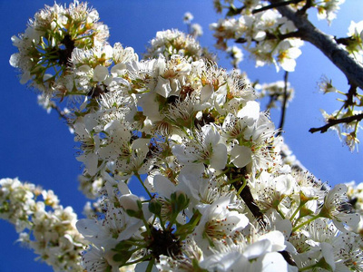 美丽的 花瓣 花的 杏仁 植物区系 公园 日本人 开花 分支