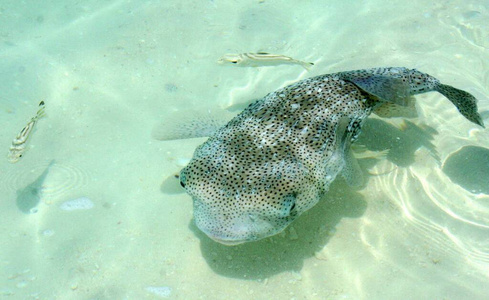 海洋 珊瑚 颜色 暗礁 墙纸 夏天 自然 生态学 海藻 动物